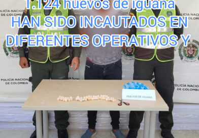 Incautan 1.124 huevos de iguana,en diferentes operativos la Policía ha contado e incautado toda esa cantidad de huevos.